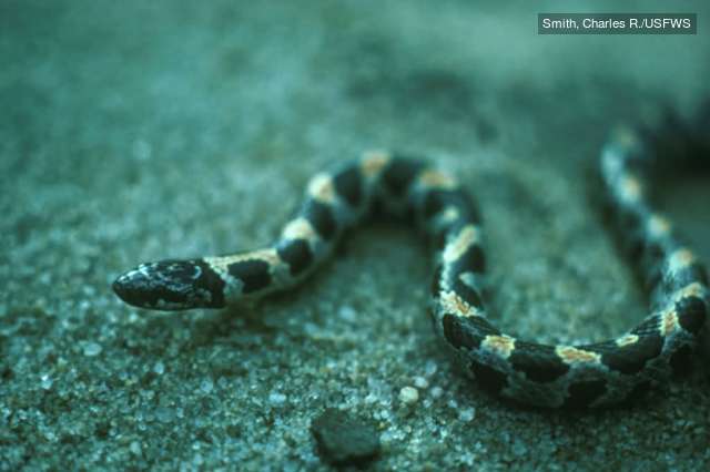 Short tailed Snake. Short tailed Snake Smith Cha Image