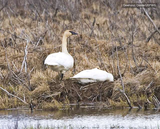 trumpeter swan nest