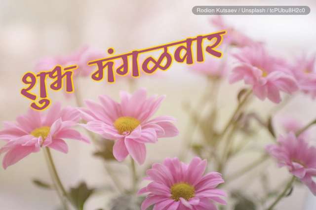 Shareblast Tuesday Marathi Videos Images Gifs Text